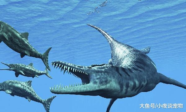 上龙和沧龙有什么区别，上龙于沧龙比起来谁更厉害