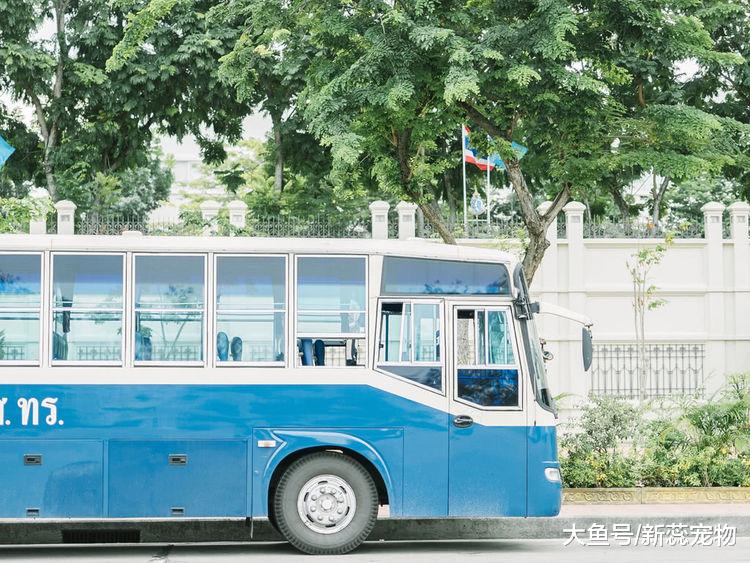 十月上旬，桃花芬芳前缘未忘，再牵旧爱不相离的星座，痴心又专一