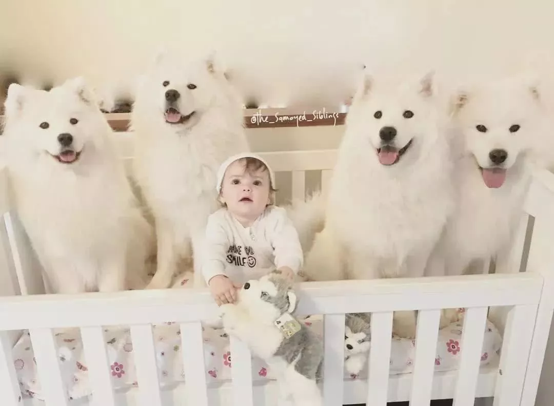 这才是白雪公主吧，女孩和7只萨摩耶一起长大！