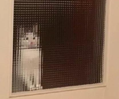 2018年度最佳喵星人