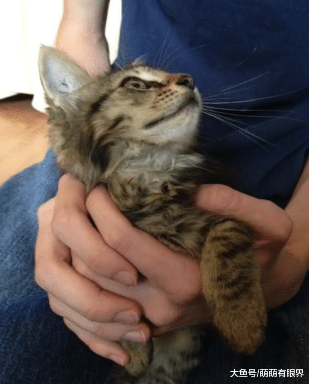 “我可以养它吗”自家猫叼回家一只流浪小奶猫，恳求铲屎官再养一只