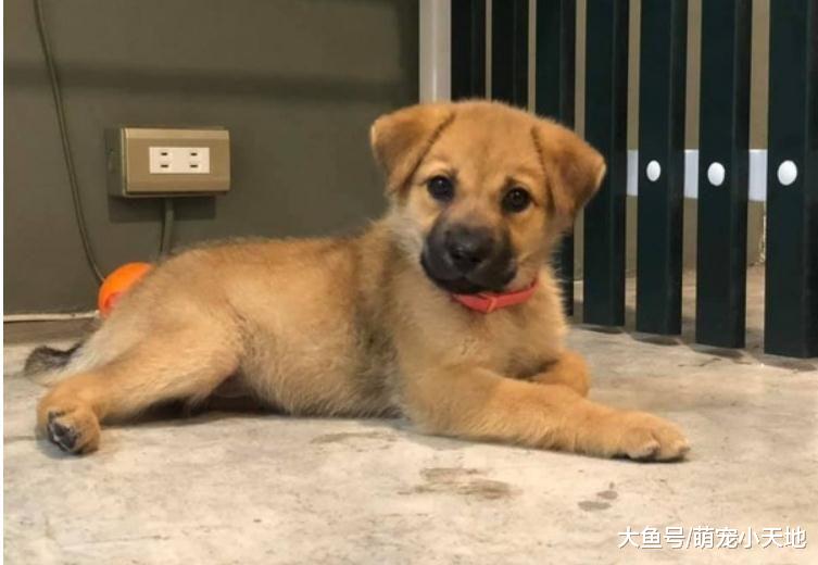 在沙发乱大便，婆婆插腰训话，汪眼神死抗议：你坏坏对我太凶了