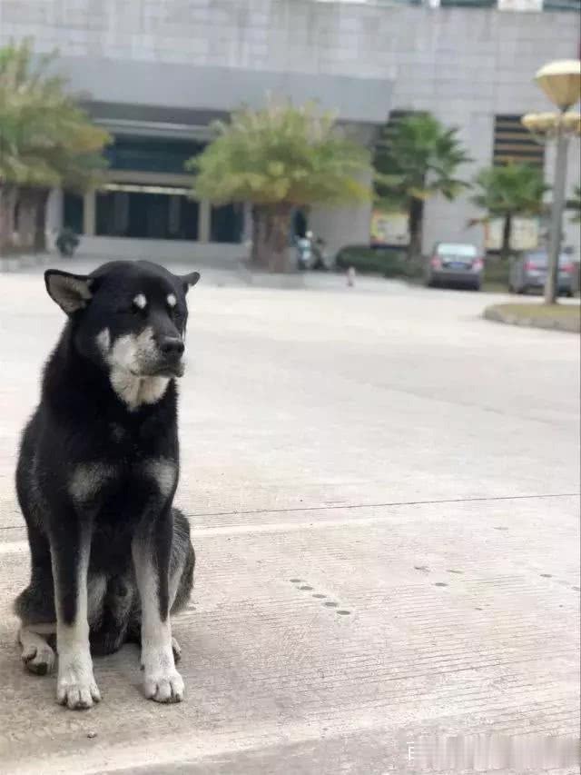 超感人的现实版忠犬八公，快递小哥与流浪狗相依为命！