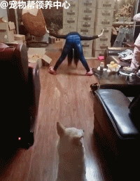 网友训狗盯女儿写作业，狗子都没时间约会了！