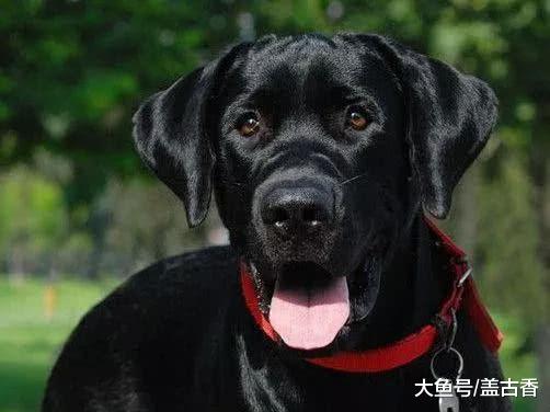 主人带拉布拉多出海，狗狗竟会一项神技，虾：我被一只海狗抓了