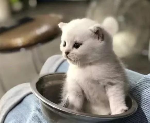这是谁家的小可爱呀, 看着猫咪耍宝的样子网友的心都化了