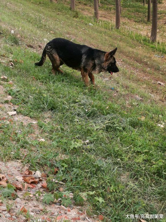 德牧每天吃完早饭就跑到山上去，主人偷偷跟去发现……