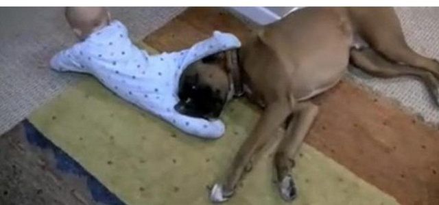 妈妈下楼取快递留下狗狗和宝宝一起玩耍，监控拍下这一幕！