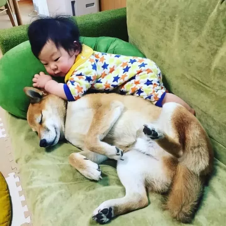 柴犬家添了一个小主人后，就像大哥一样无限宠溺！看完想养狗了