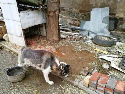 宠主怕哈士奇撕家，搬新家时把它丢弃了，看到它吃的东西，我哭了