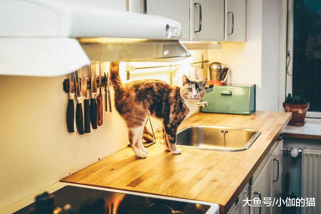 猫咪老爱跳厨房高台，有三大隐患，不过有四种解决方案