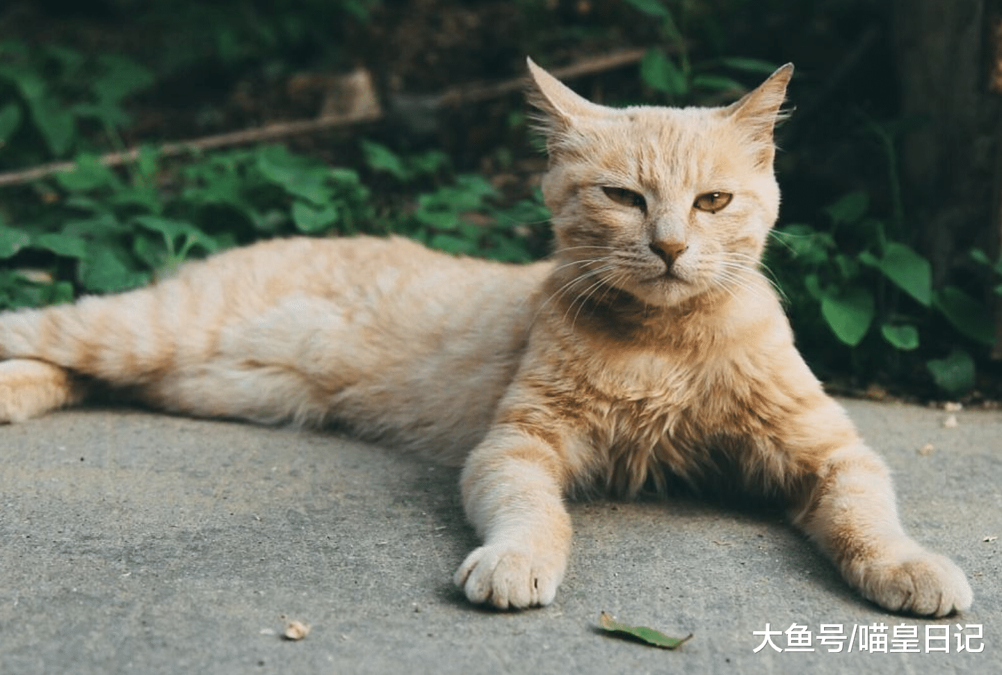 收养一只流浪猫是怎样的体验? 铲屎官: 乖巧懂事会撒娇, 像只假猫