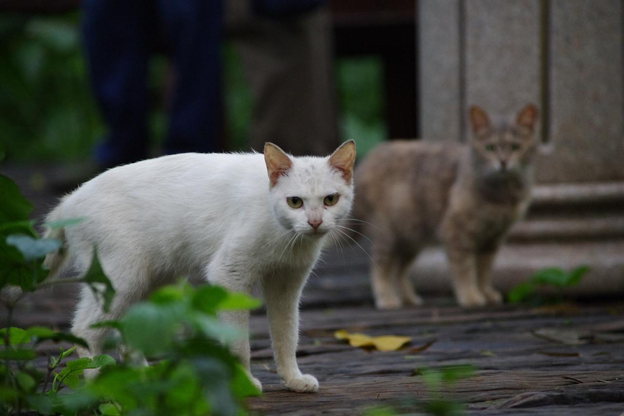 喂养流浪猫遭邻居上门大骂, 该如何礼貌的缓解矛盾呢? 正能量!
