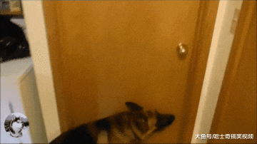 网友的德牧4岁了，却当了3年的“闹钟”，狗子真是操碎了心