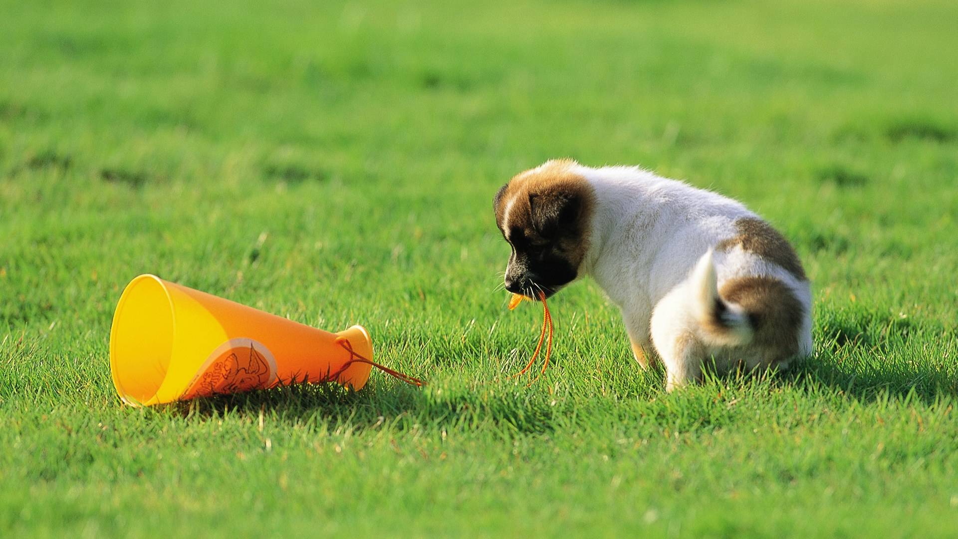 每只狗都有胡子，究竟有什么用呢？其实作用大着呢！