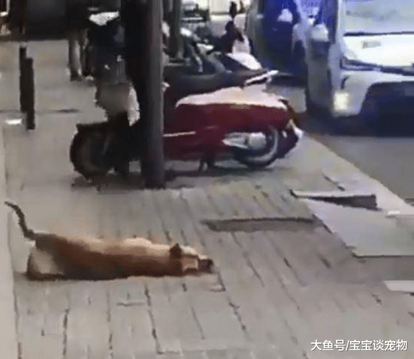 流浪汉路边摆摊遭赶，爱犬狂吠被警察击毙，死前仍不断向主人摇尾