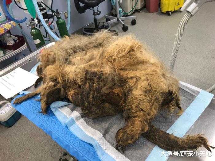 清理屋子惊见一团不明物体，数小时拯救后发现，原来是只小可爱！