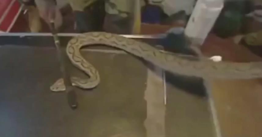 『毒蛇』毒蛇为什么可怕,看看将蛇毒滴一滴到人血液中会发生什么事