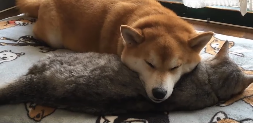 陪伴柴犬15年的猫咪去世，柴犬伤心难耐，主人开导它的方法很赞