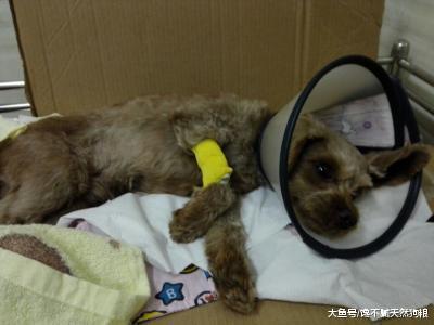 泰迪犬经常发抖? 可能是这5个原因引起的, 主人不要忽视!