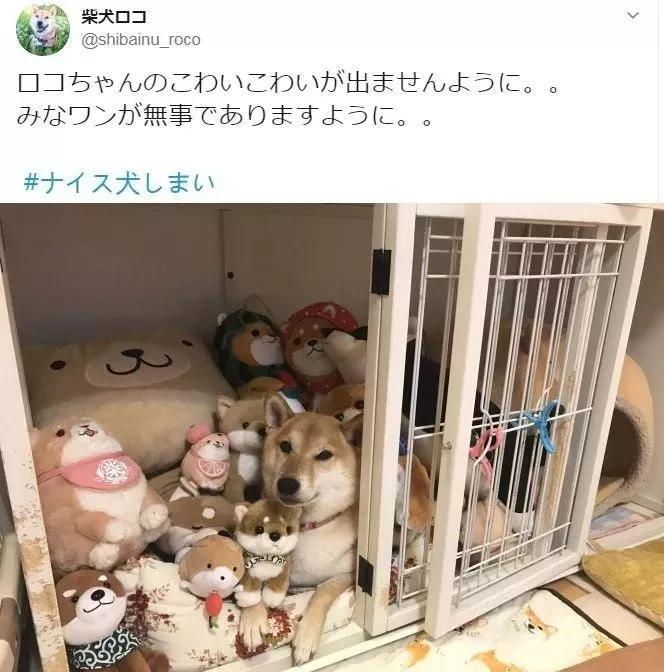 日本台风，不少人家门口出现了寻求庇护的小猫咪