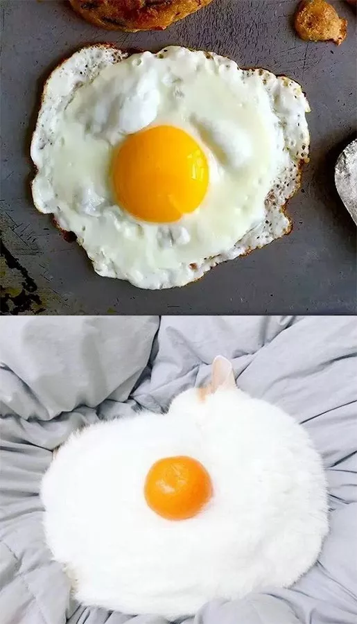 每吃一颗山竹，就有一只猫咪失去爪爪，网友：要被笑死