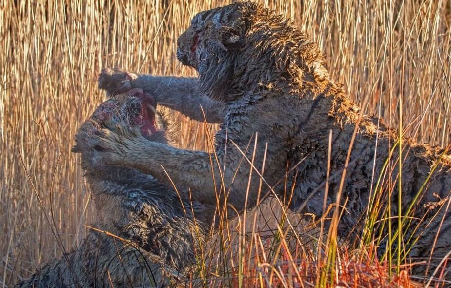 据悉，俗话说“一山难容二虎”，老虎为争夺领地大打出手的事情