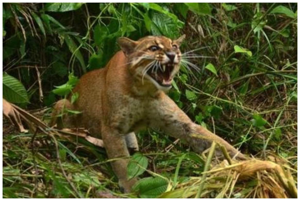 我国大山里还有的野猫，它被誉为“黄虎”，喜欢当夜行侠