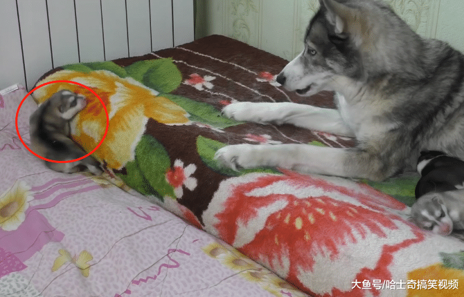 小二哈到处乱爬, 狗妈捡回时却漏了一只, 生几只都不懂吗?