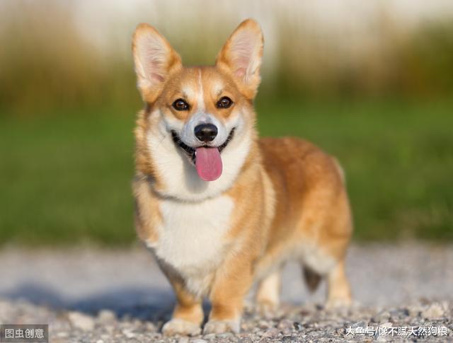 造成柯基犬“便便软臭”的原因，你还不知道吧