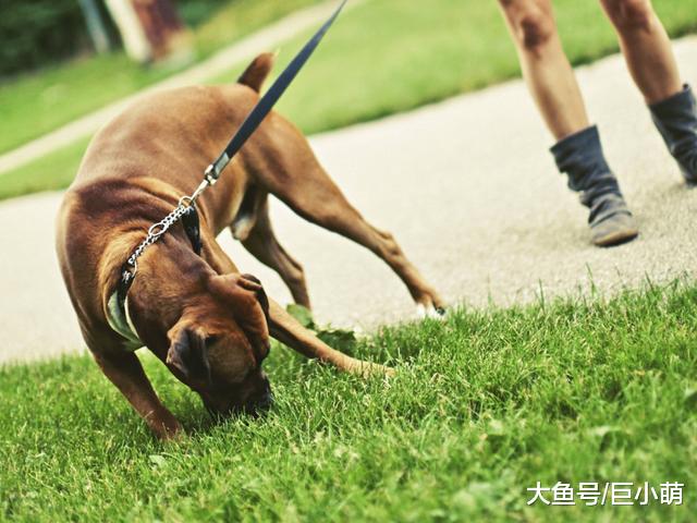 狗狗爱吃草，可吃完就吐，这到底是怎么回事？