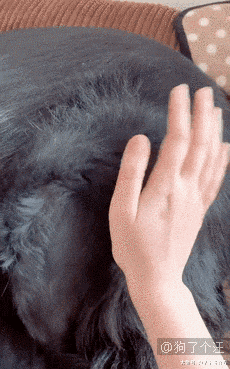 混夜市的狗果然不简单