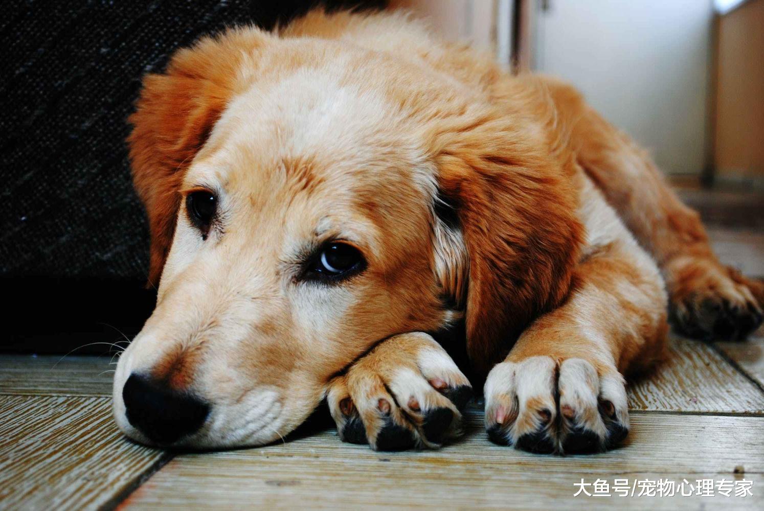 为什么狗狗身上体味很重？一味洗澡可没用，找对原因是关键