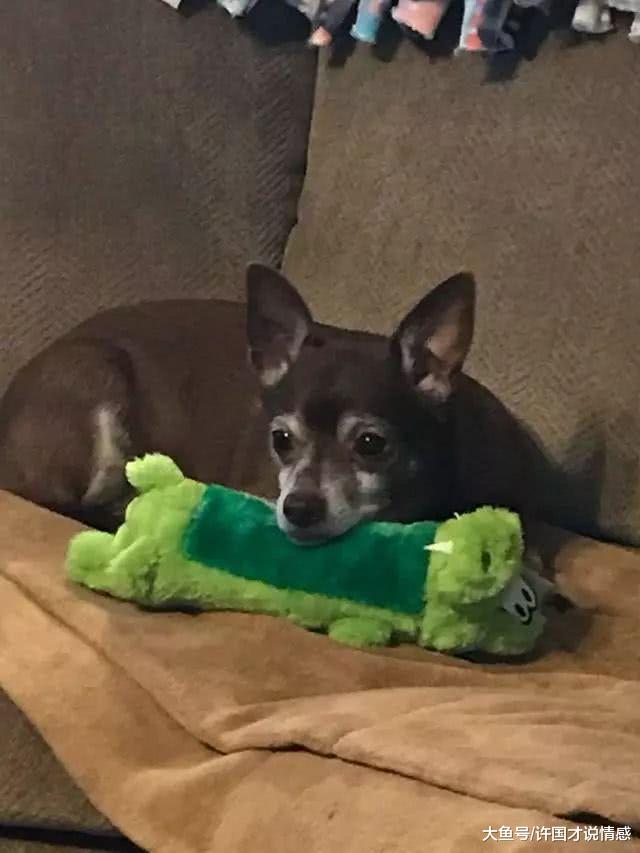 狗狗最爱的玩具弄丢，得知停产后以泪洗面，三天后的包裹让人意外