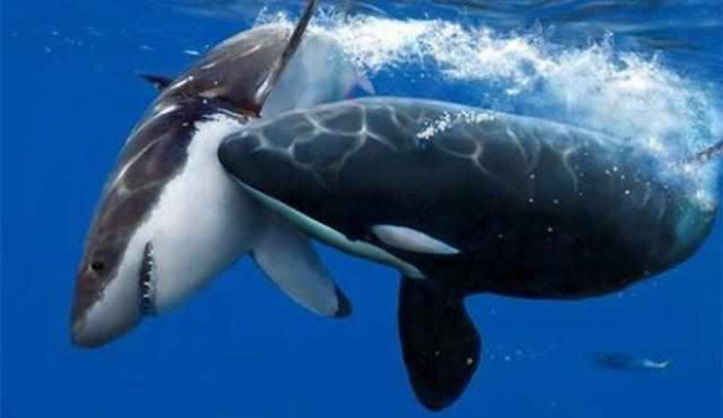 揭秘：为何鲨鱼遇到虎鲸会一动不动任其撕咬？答案令人匪夷所思！