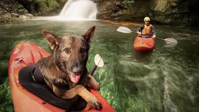 是在拍电影吗？这些帅气警犬执行任务，卖萌、耍帅样样都行！