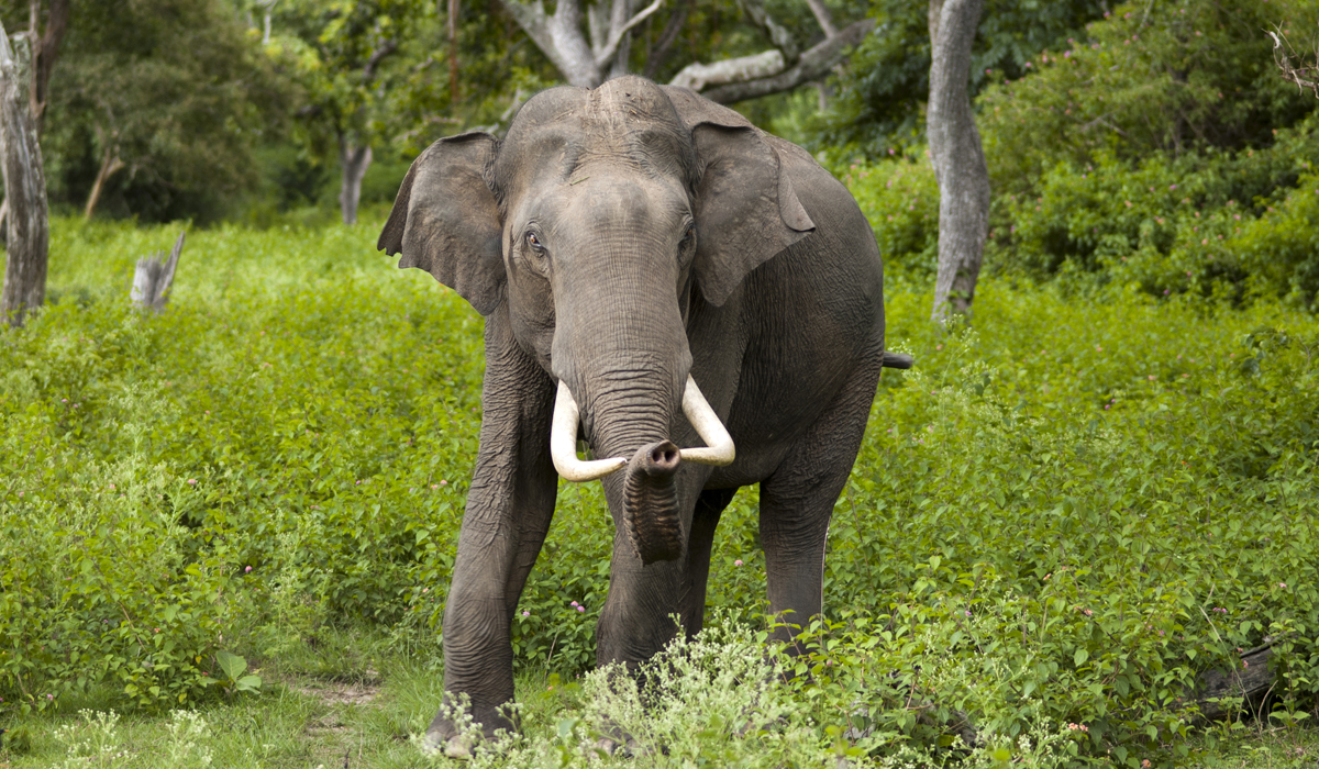 猫能对付比它大数倍的狗，为什么老虎却不能打赢大象？