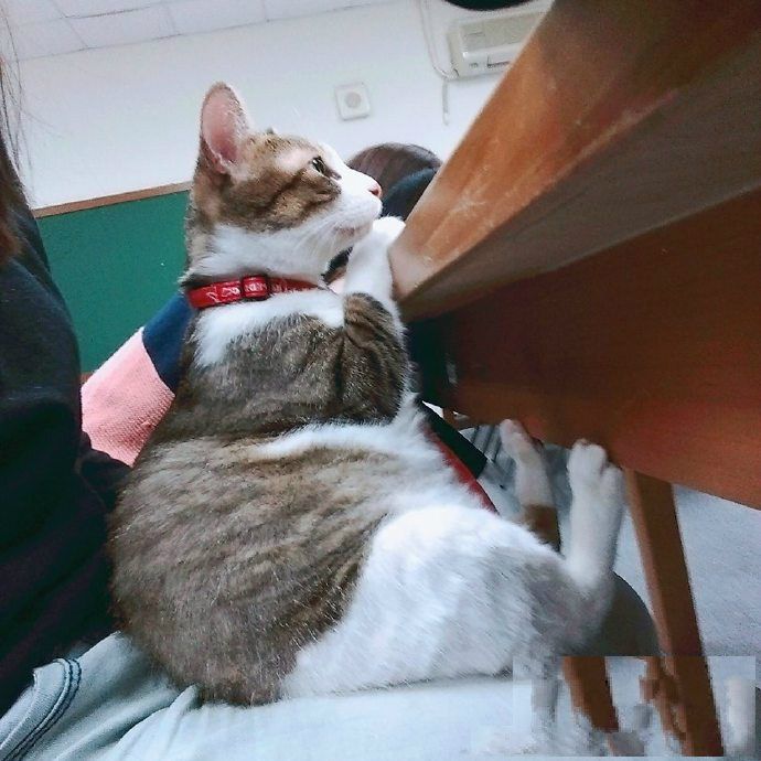 流浪猫把小猫叼给了我，一看脸我懵了