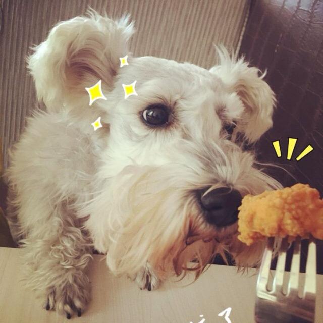 雪纳瑞的5大“错误”饲养方法, 你肯定做过一两个!