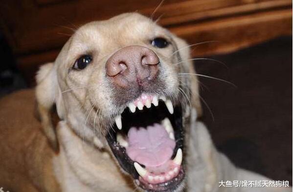 细解狗狗“咬人”的原因, 不想给狗咬, 劝你牢记这几点!