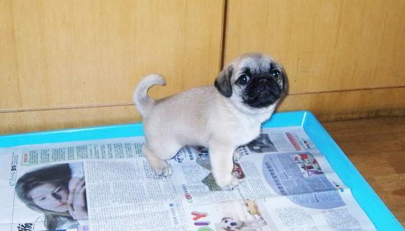 狗狗乱拉，搞得一屋子都是狗尿味？4步清理跟狗尿味说再见