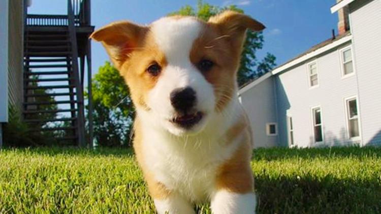 貓咪懶嗎，你是沒見它爬家具的時候