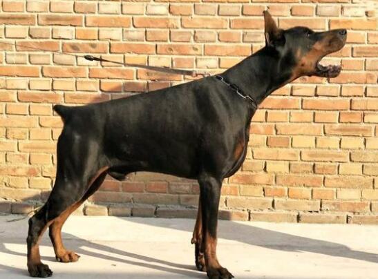 为杜宾犬清洁护理牙齿的妙方法