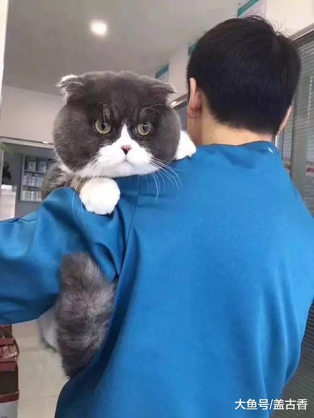 女子出门办事时，遇到一只大头猫咪，拍照时却被吓了一大跳！