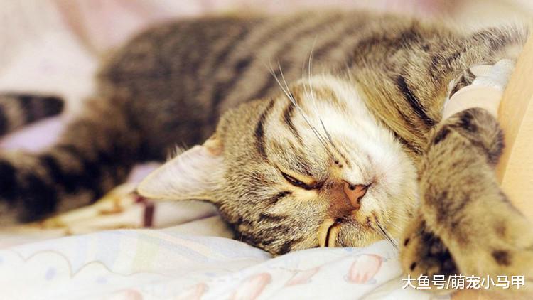 比起猫咪的高冷，你更该关注它的健康