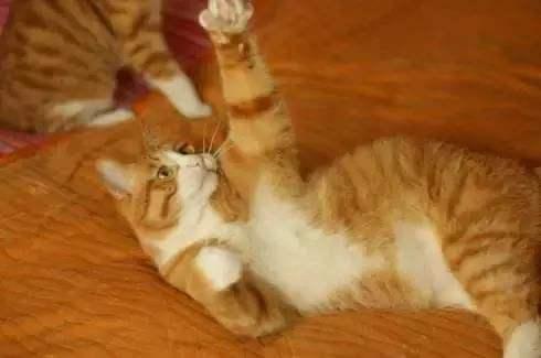 猫奴们，你知道你家猫是右撇子还是左撇子吗？