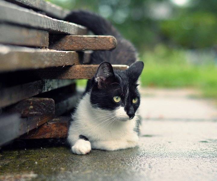 宠物猫和流浪猫：一扇门，却隔着两个世界