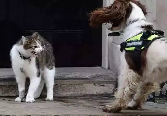 英国首相上任第一件事，竟然是讨好一只猫! 喵：又给我换铲屎官啦