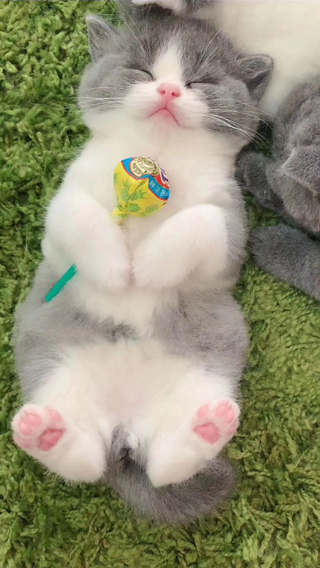 新手必看！养猫之前一定要做好这7个准备，后悔没早点看到！