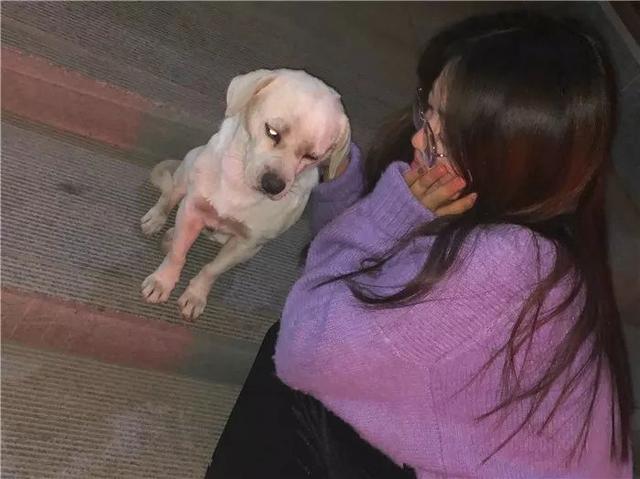 双十一虐狗现场！布偶猫惨遭它猫羞辱，只能扭过头来不去看